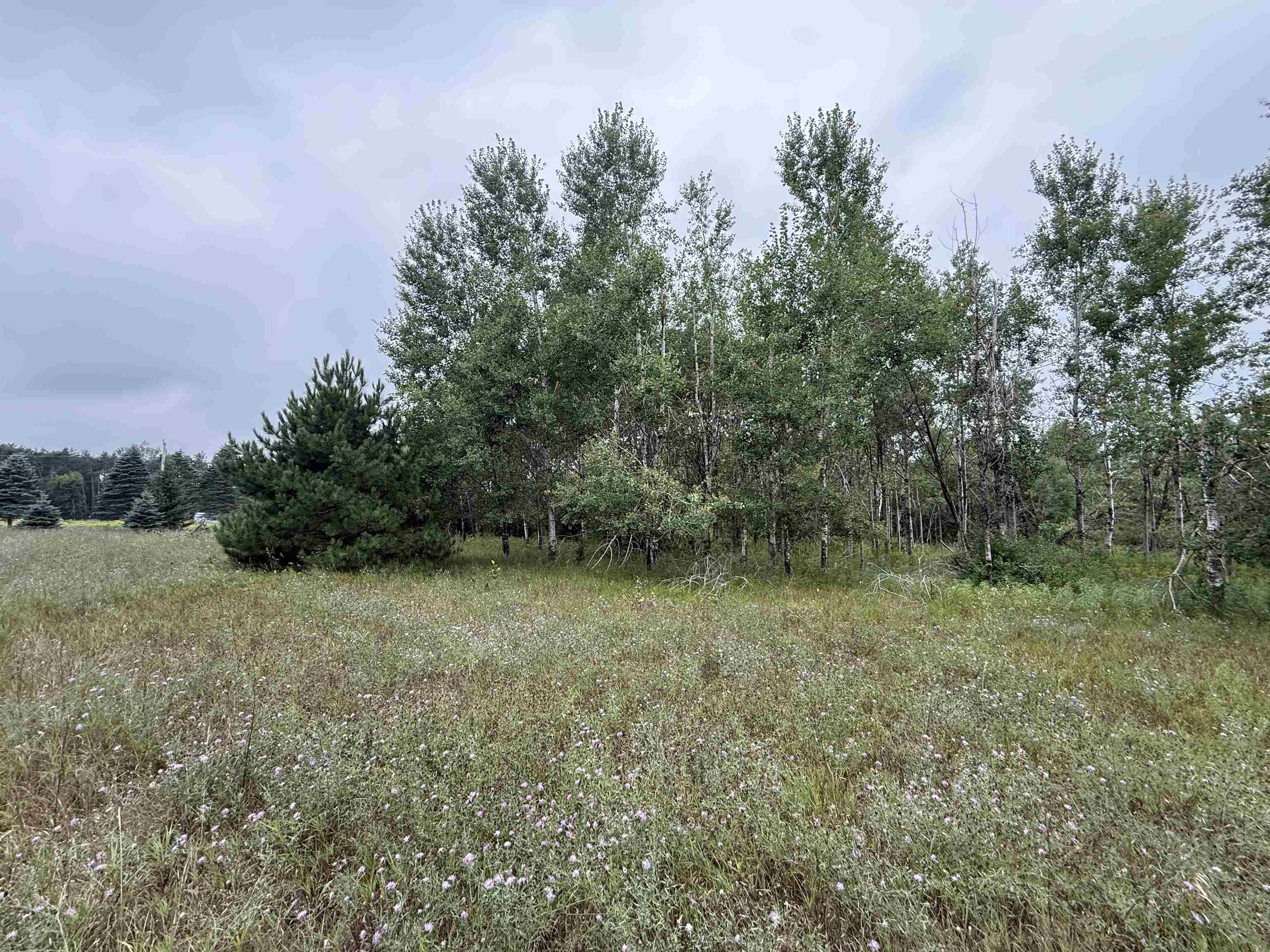 8846 COUNTY ROAD N, Almond, Wisconsin 54909, ,Land,For Sale,8846 COUNTY ROAD N,22603928