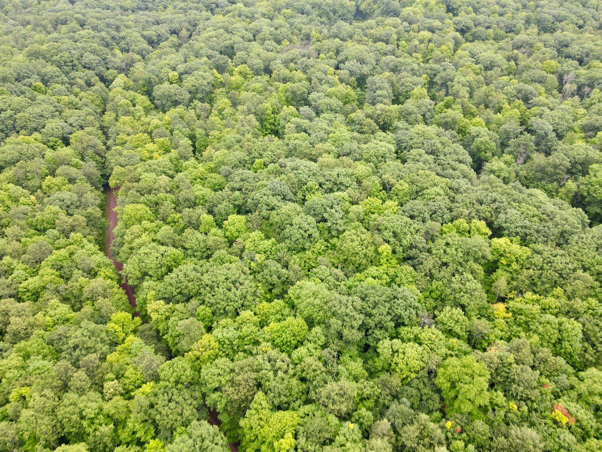 Lot 4 CRANE FOOT LAKE ROAD, Gleason, Wisconsin 54435, ,Land,For Sale,Lot 4 CRANE FOOT LAKE ROAD,22603955