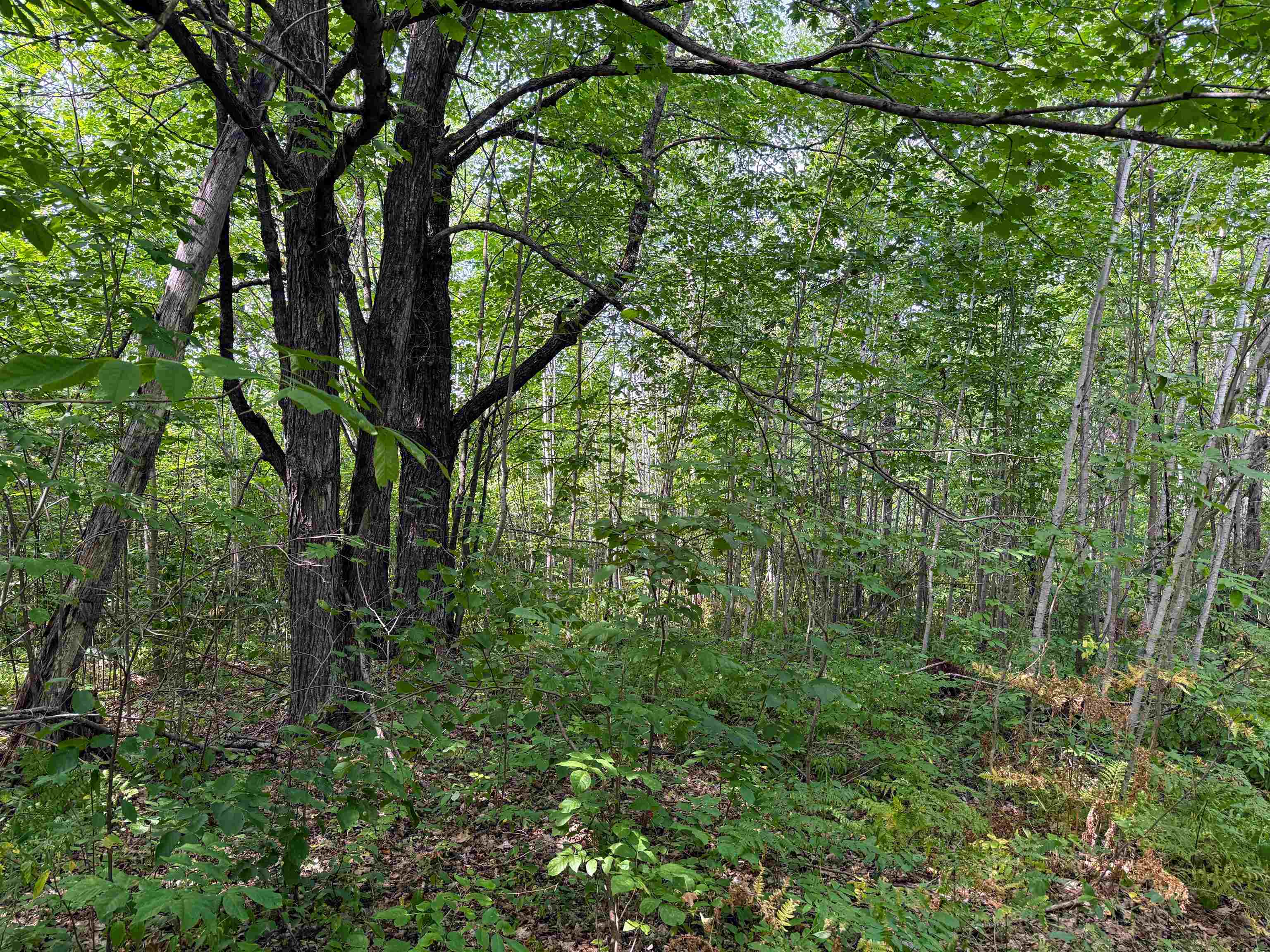 N5402 ASPEN ROAD, Brantwood, Wisconsin 54513, ,Land,For Sale,N5402 ASPEN ROAD,22604007