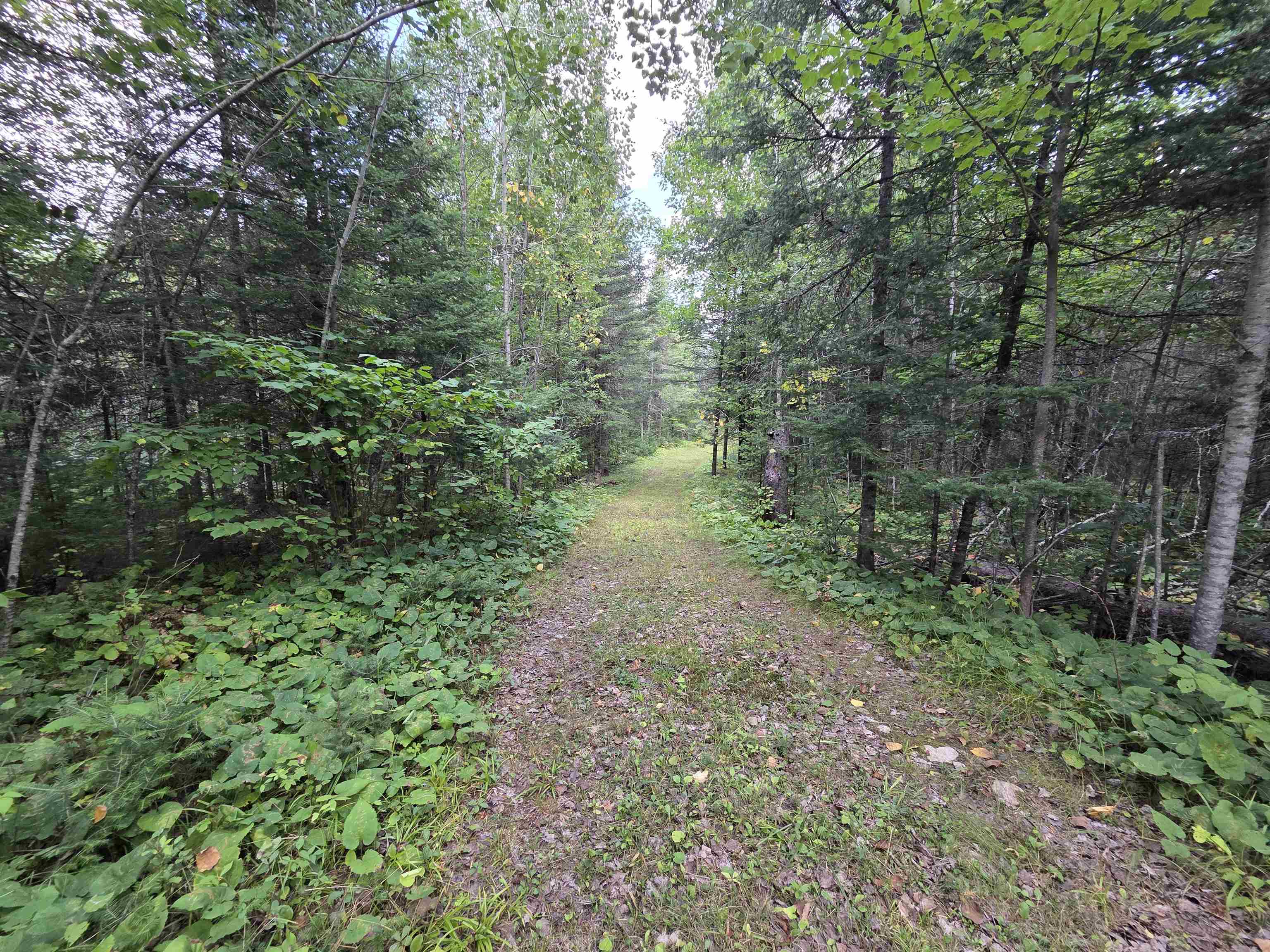 On FIGI ROAD, PARKFALLS, Wisconsin 54552, ,Land,For Sale,On FIGI ROAD,22604181