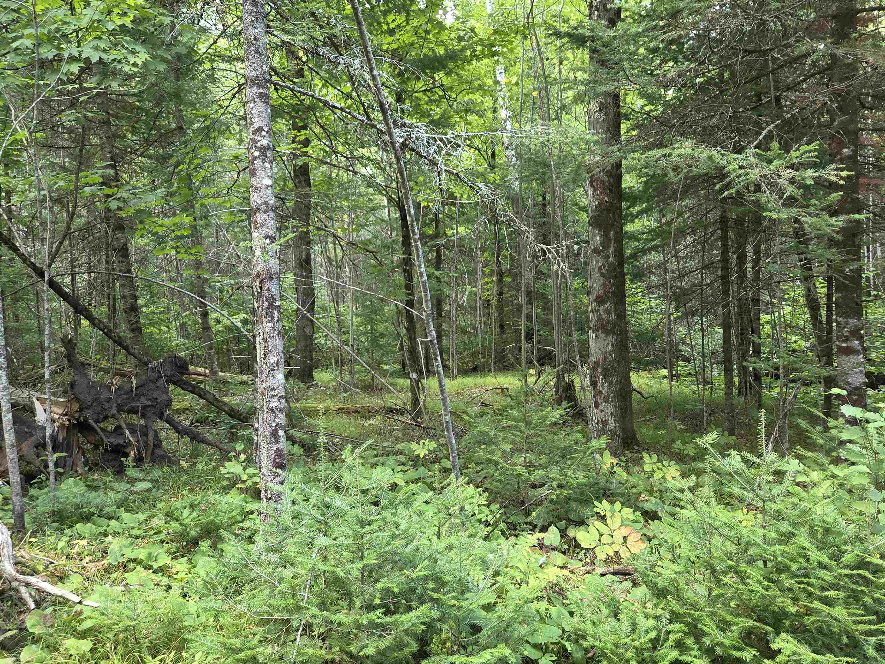 On FIGI ROAD, PARKFALLS, Wisconsin 54552, ,Land,For Sale,On FIGI ROAD,22604181