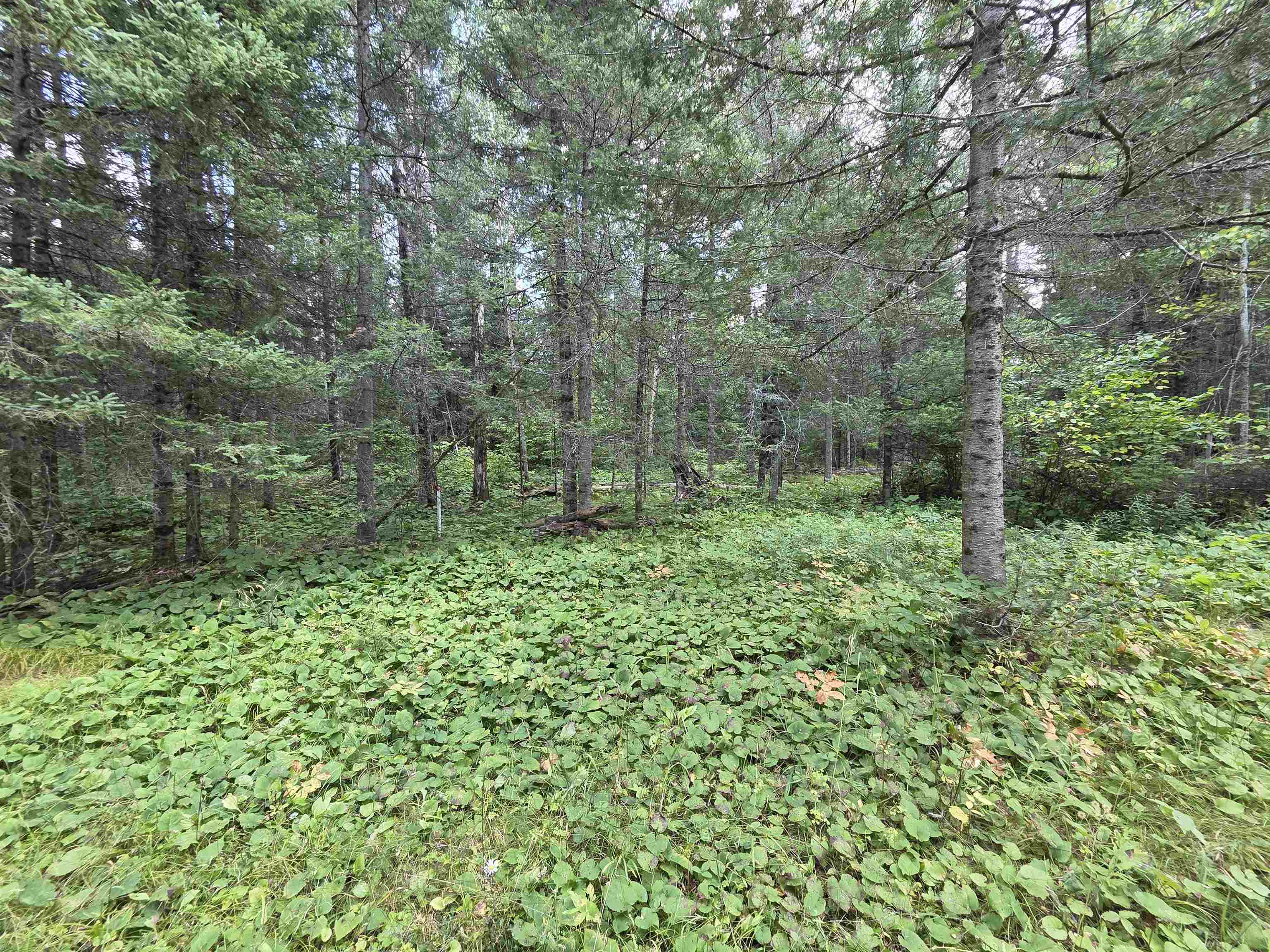 On FIGI ROAD, PARKFALLS, Wisconsin 54552, ,Land,For Sale,On FIGI ROAD,22604181
