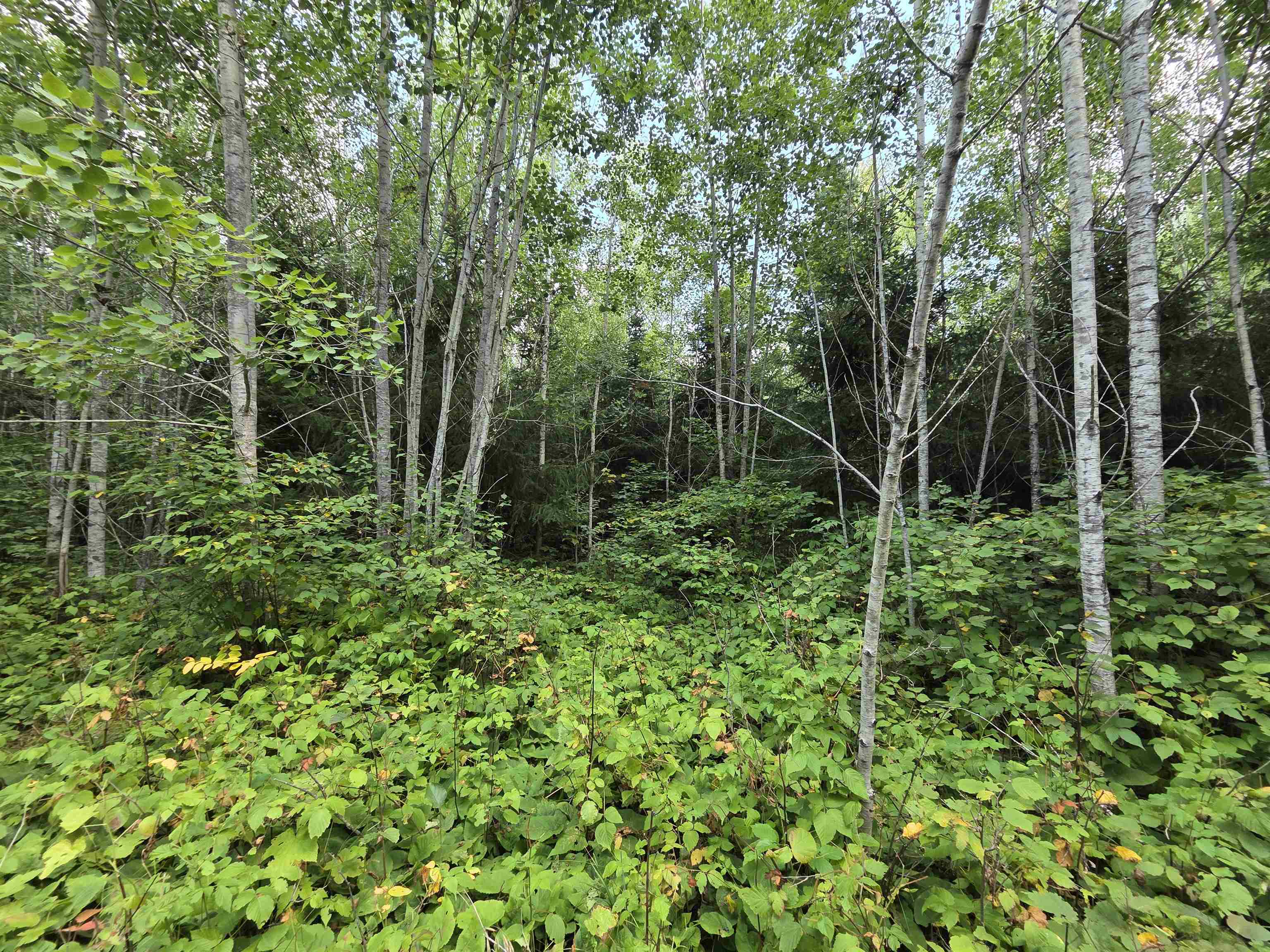 On FIGI ROAD, PARKFALLS, Wisconsin 54552, ,Land,For Sale,On FIGI ROAD,22604181
