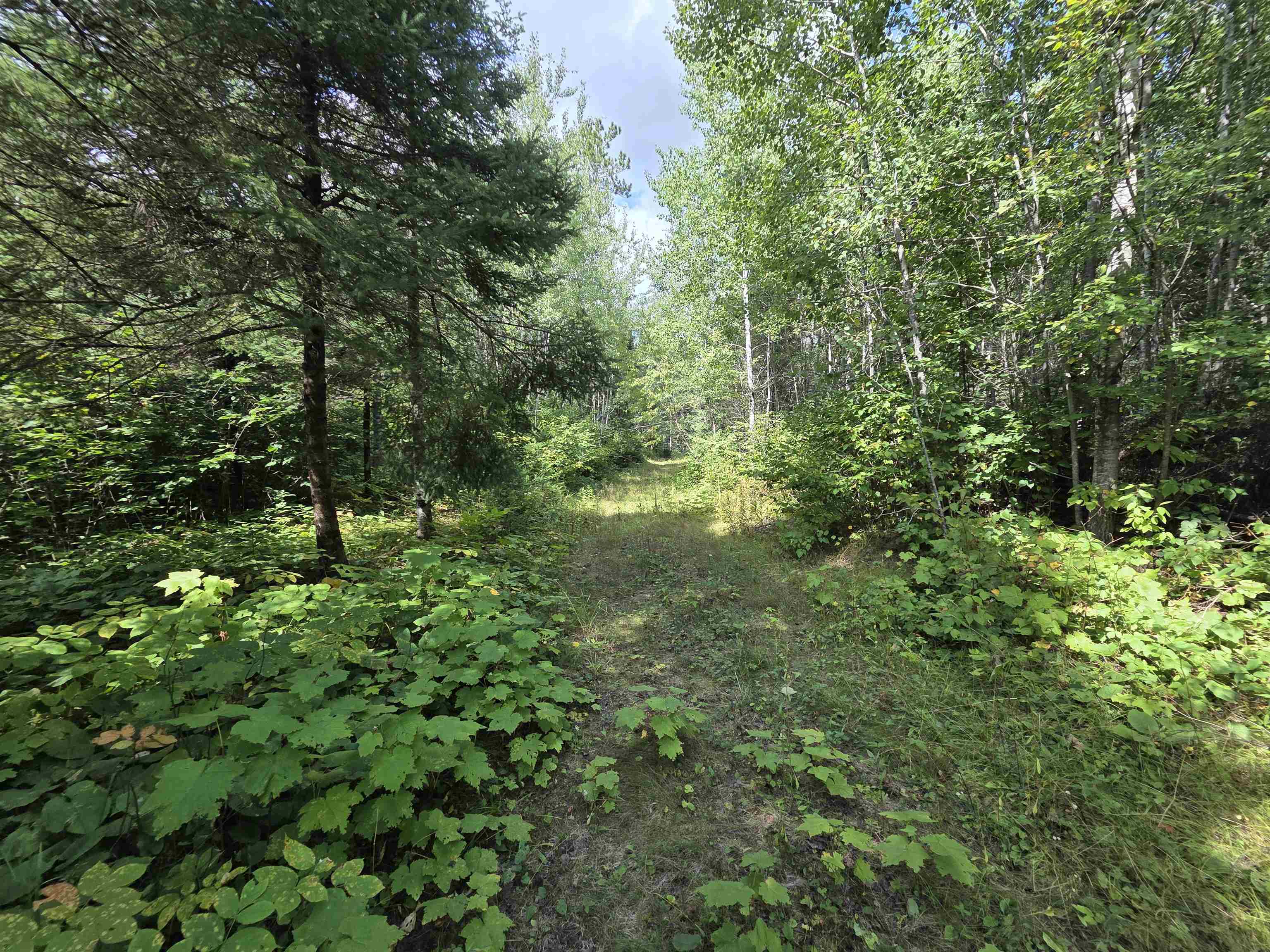 On FIGI ROAD, PARKFALLS, Wisconsin 54552, ,Land,For Sale,On FIGI ROAD,22604181