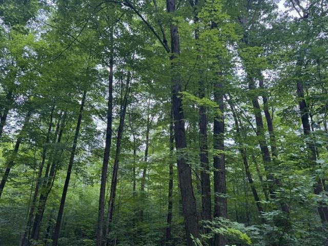 240701 SAWMILL ROAD, Aniwa, Wisconsin 54408, ,Land,For Sale,240701 SAWMILL ROAD,22604199