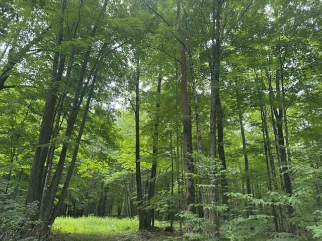 240701 SAWMILL ROAD, Aniwa, Wisconsin 54408, ,Land,For Sale,240701 SAWMILL ROAD,22604199