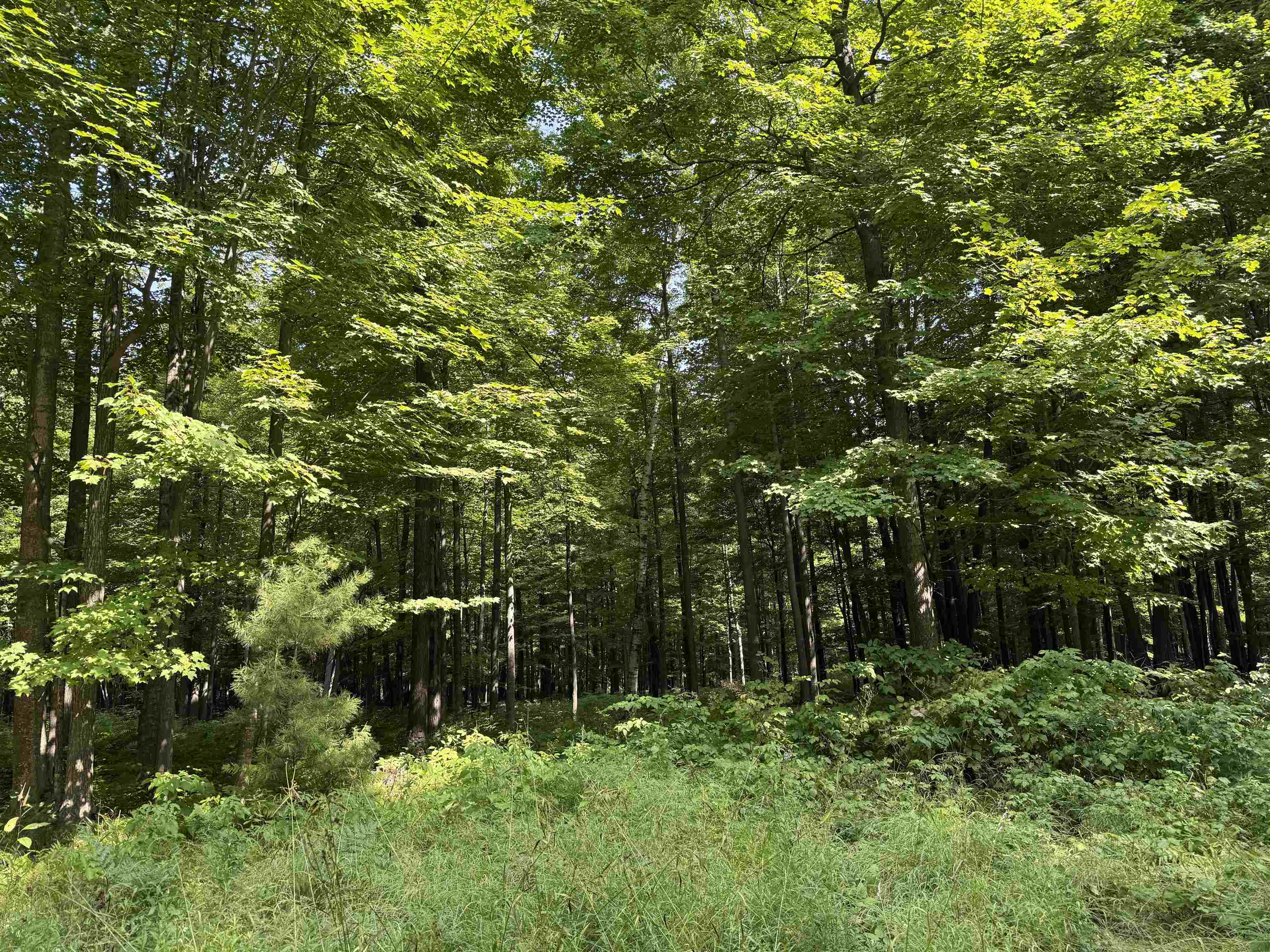 179920 STATE HIGHWAY 29, Hatley, Wisconsin 54440, ,Land,For Sale,179920 STATE HIGHWAY 29,22604251