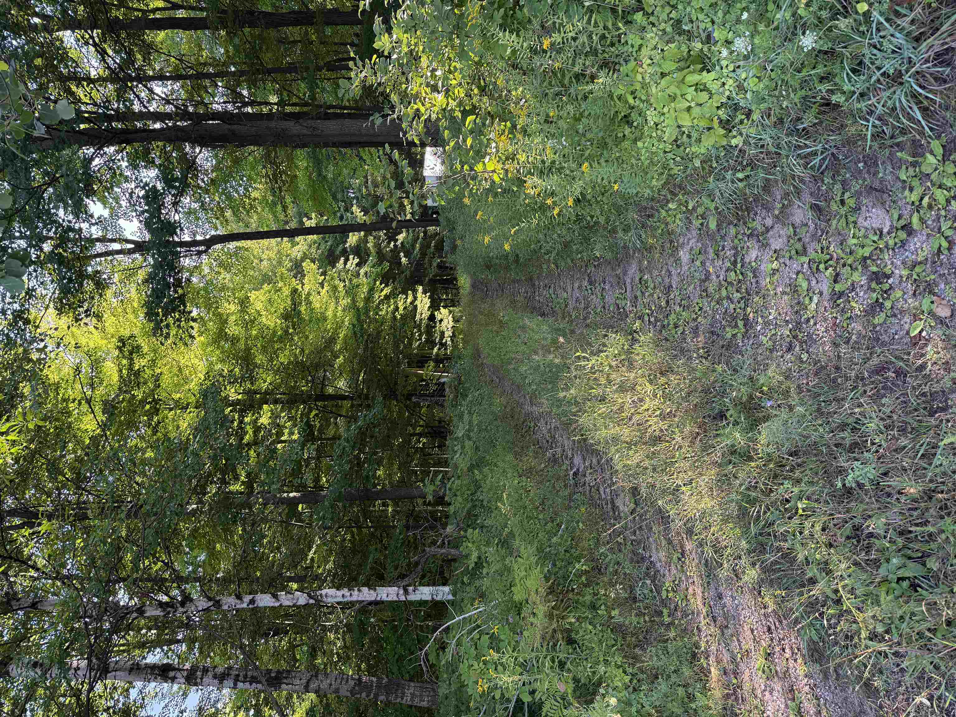 179920 STATE HIGHWAY 29, Hatley, Wisconsin 54440, ,Land,For Sale,179920 STATE HIGHWAY 29,22604251
