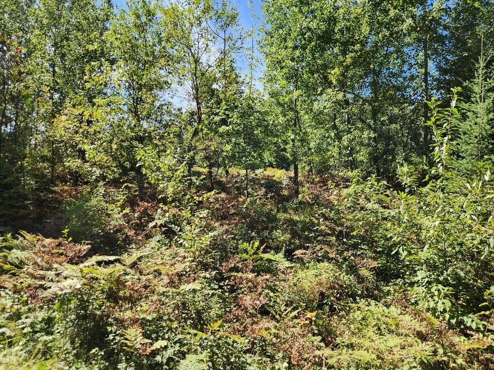 On COUNTY ROAD K, Harshaw, Wisconsin 54529, ,Land,For Sale,On COUNTY ROAD K,22604298