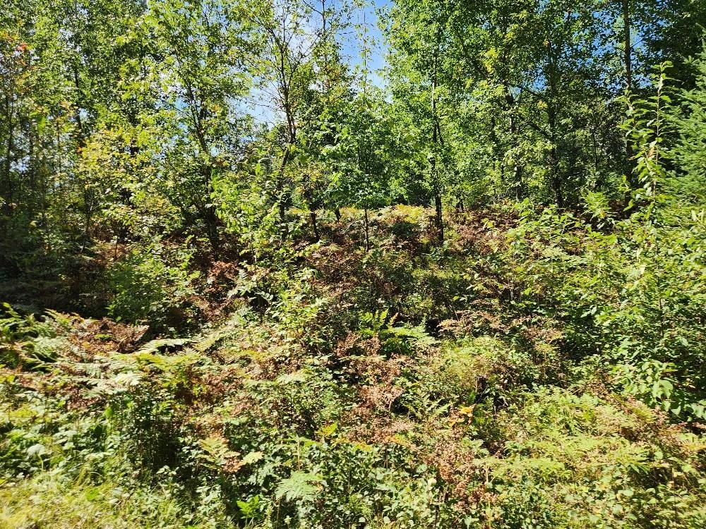 On COUNTY ROAD K, Harshaw, Wisconsin 54529, ,Land,For Sale,On COUNTY ROAD K,22604298