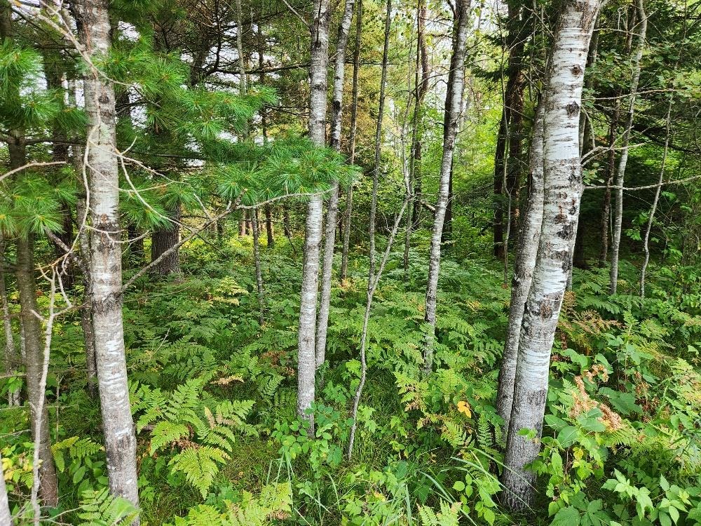 On GRAND PINES DRIVE, Tomahawk, Wisconsin 54487, ,Land,For Sale,On GRAND PINES DRIVE,22604303