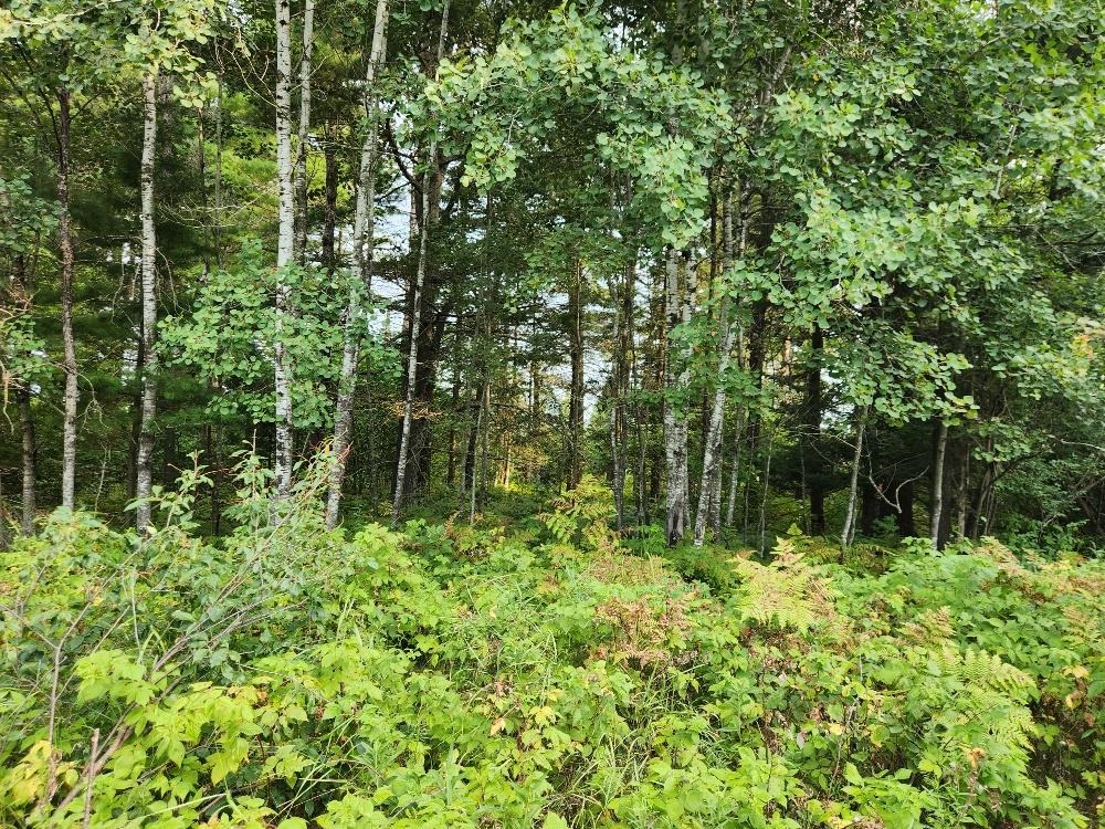 On GRAND PINES DRIVE, Tomahawk, Wisconsin 54487, ,Land,For Sale,On GRAND PINES DRIVE,22604303