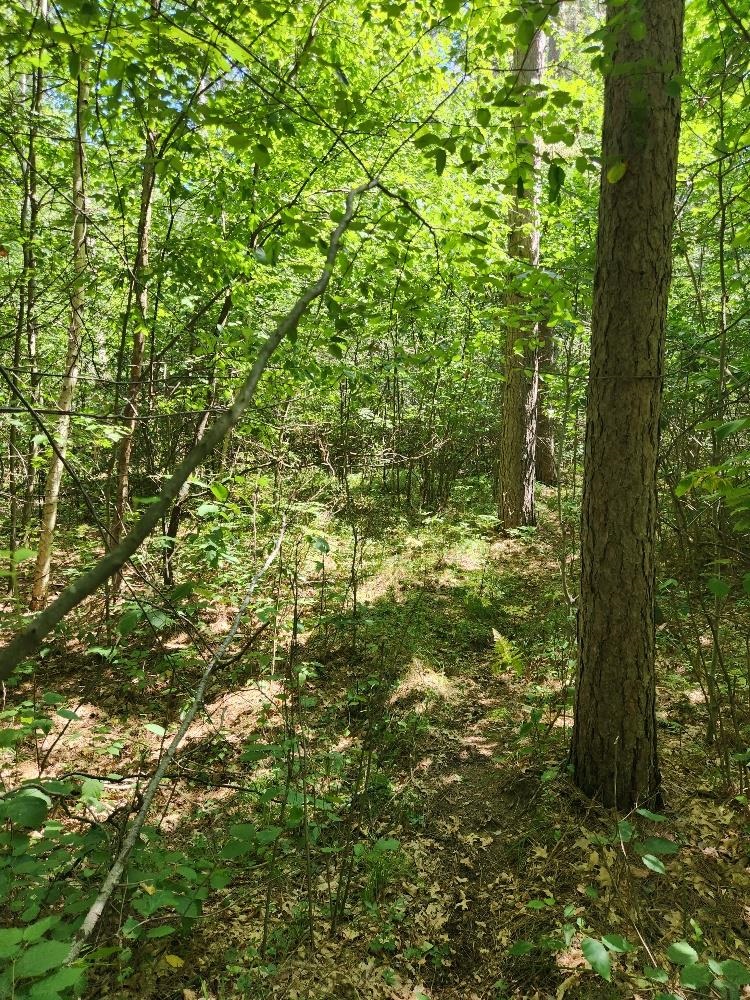 On PRAIRIE LAKE ROAD, Tomahawk, Wisconsin 54487, ,Land,For Sale,On PRAIRIE LAKE ROAD,22604359