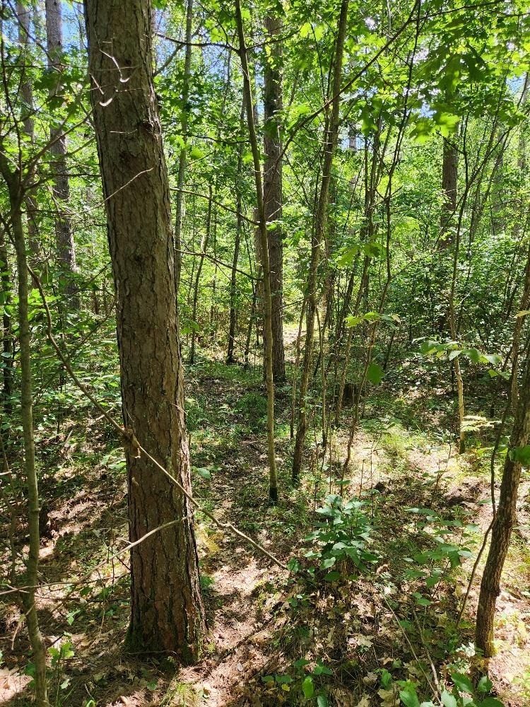 On PRAIRIE LAKE ROAD, Tomahawk, Wisconsin 54487, ,Land,For Sale,On PRAIRIE LAKE ROAD,22604359