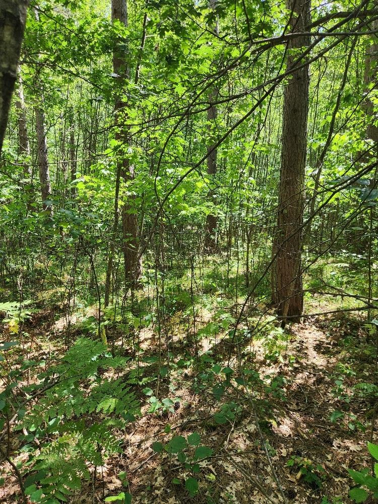 On PRAIRIE LAKE ROAD, Tomahawk, Wisconsin 54487, ,Land,For Sale,On PRAIRIE LAKE ROAD,22604359