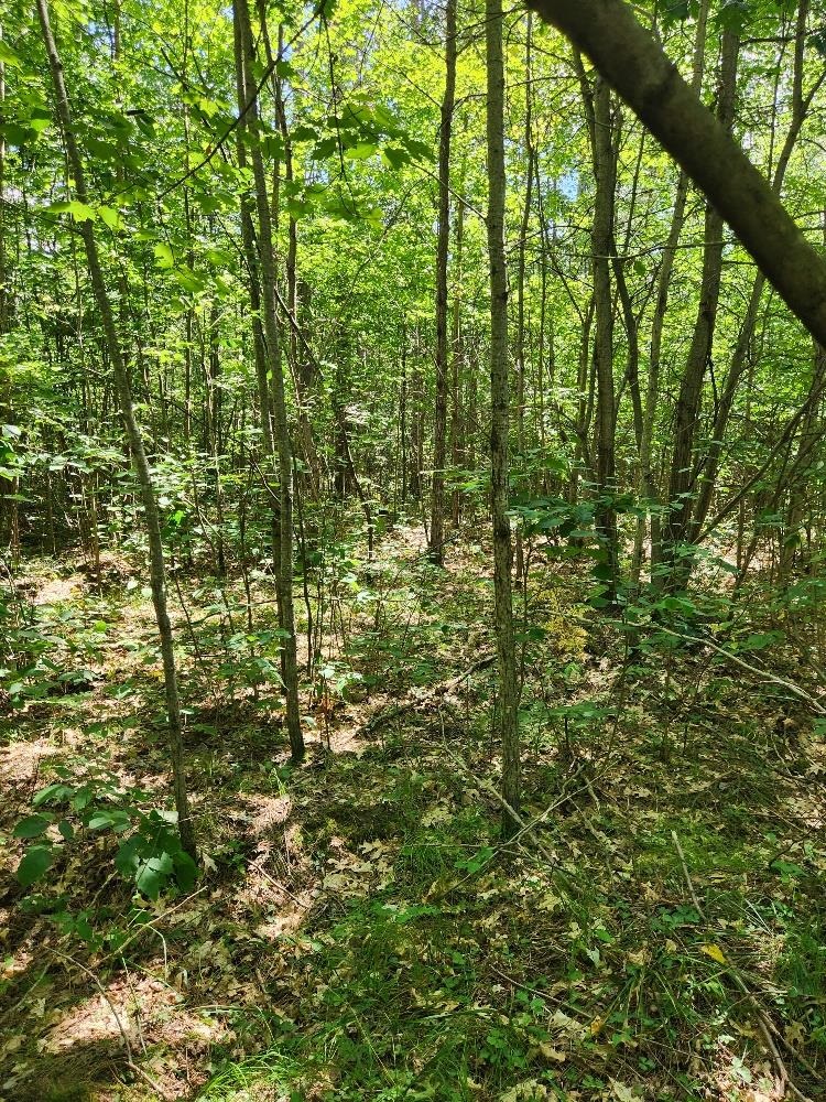 On PRAIRIE LAKE ROAD, Tomahawk, Wisconsin 54487, ,Land,For Sale,On PRAIRIE LAKE ROAD,22604359