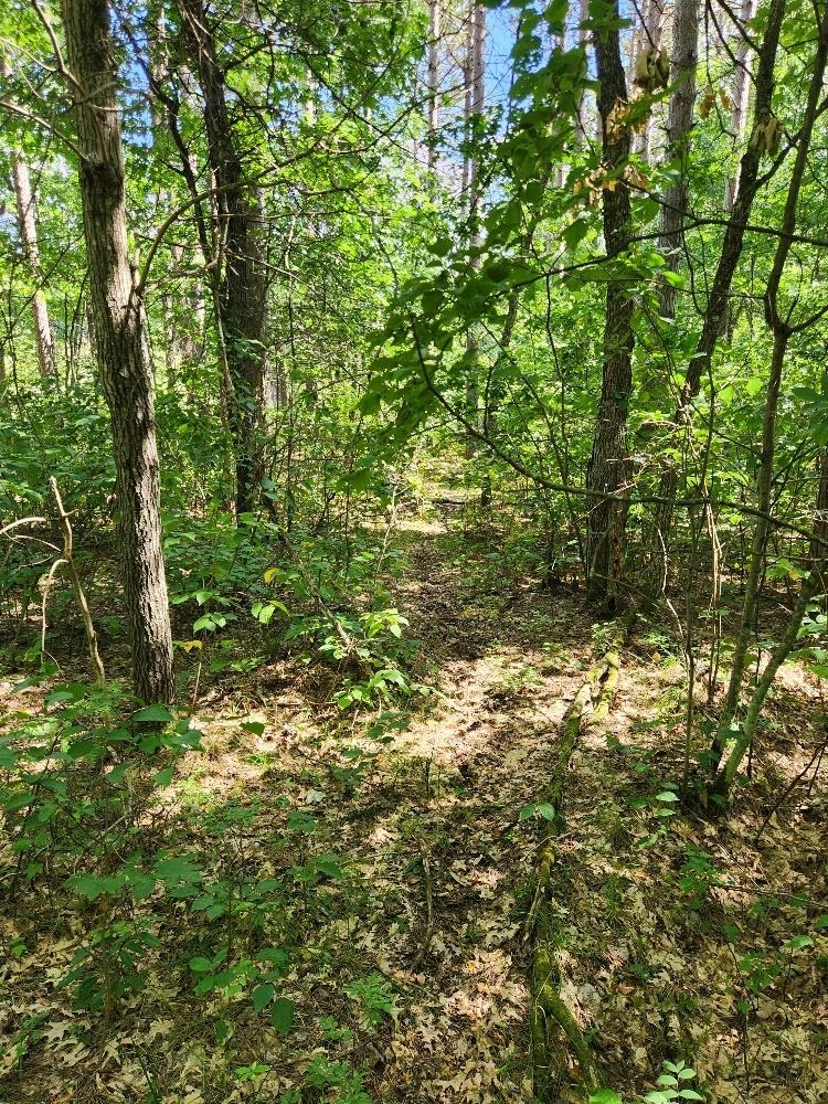 On PRAIRIE LAKE ROAD, Tomahawk, Wisconsin 54487, ,Land,For Sale,On PRAIRIE LAKE ROAD,22604359