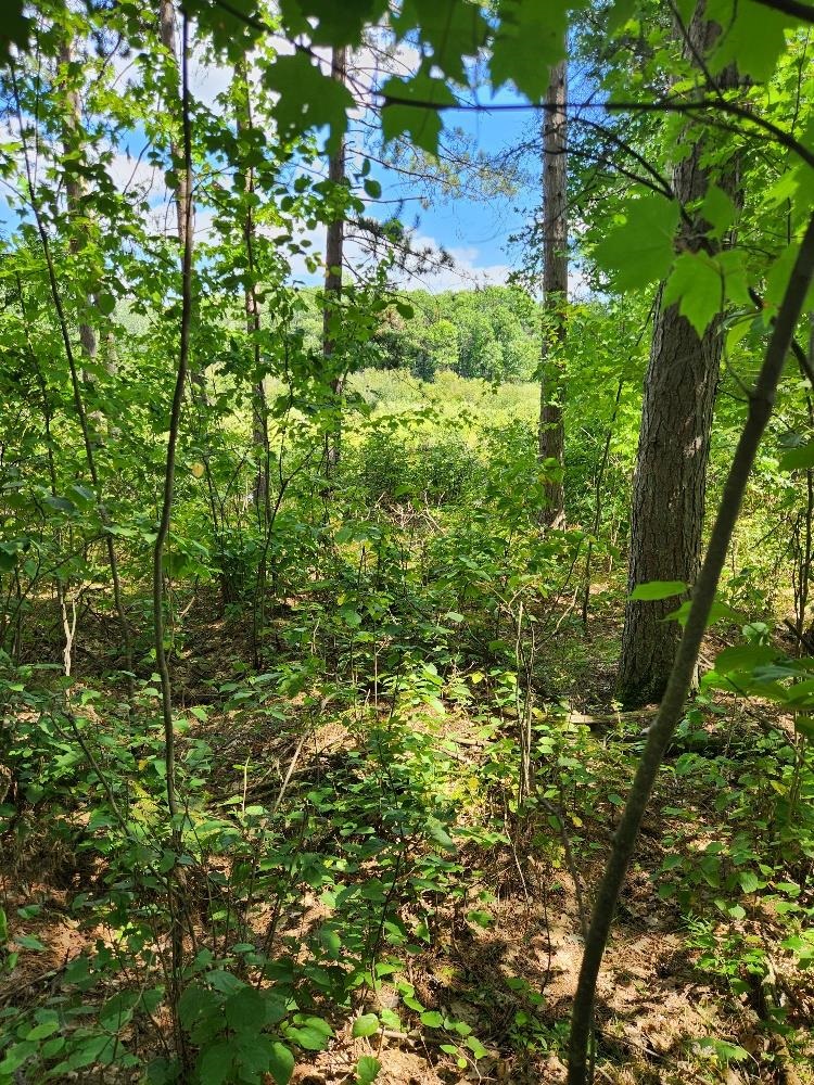 On PRAIRIE LAKE ROAD, Tomahawk, Wisconsin 54487, ,Land,For Sale,On PRAIRIE LAKE ROAD,22604359