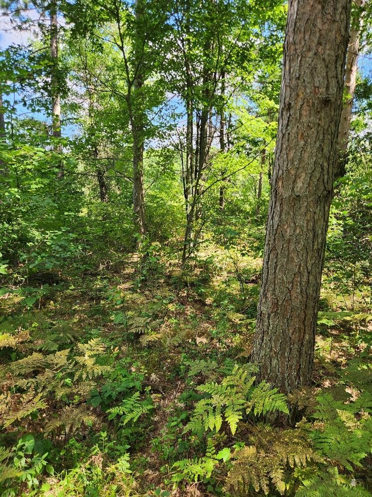 On PRAIRIE LAKE ROAD, Tomahawk, Wisconsin 54487, ,Land,For Sale,On PRAIRIE LAKE ROAD,22604359