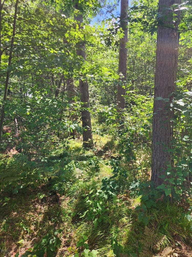 On PRAIRIE LAKE ROAD, Tomahawk, Wisconsin 54487, ,Land,For Sale,On PRAIRIE LAKE ROAD,22604359