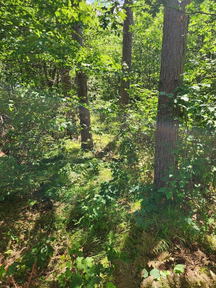 On PRAIRIE LAKE ROAD, Tomahawk, Wisconsin 54487, ,Land,For Sale,On PRAIRIE LAKE ROAD,22604359