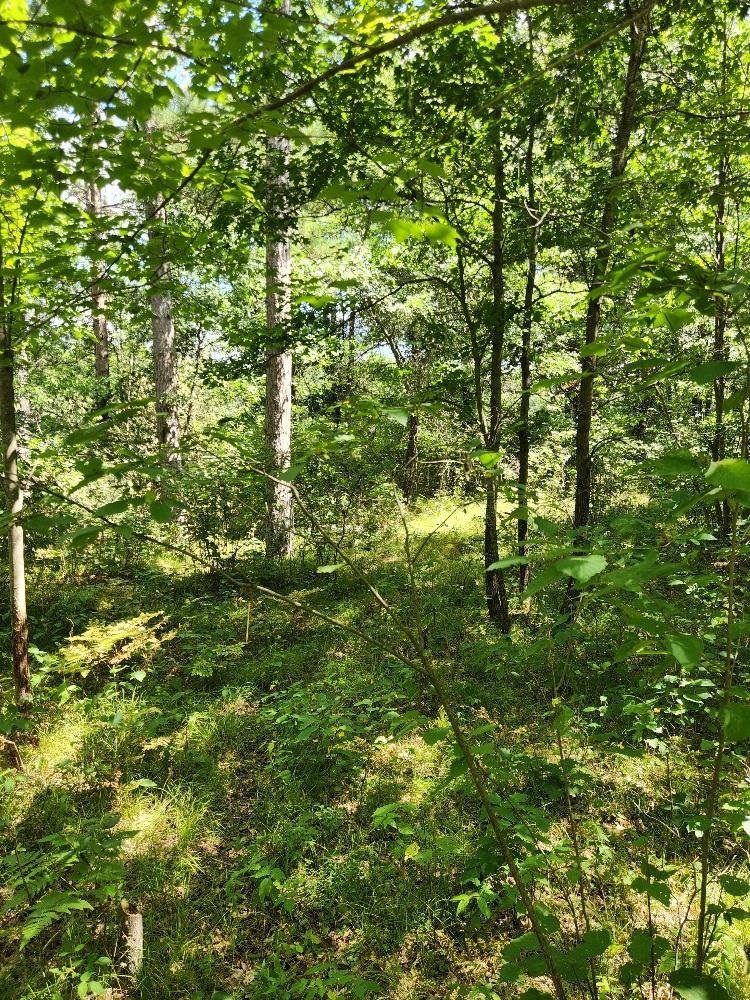 On PRAIRIE LAKE ROAD, Tomahawk, Wisconsin 54487, ,Land,For Sale,On PRAIRIE LAKE ROAD,22604359
