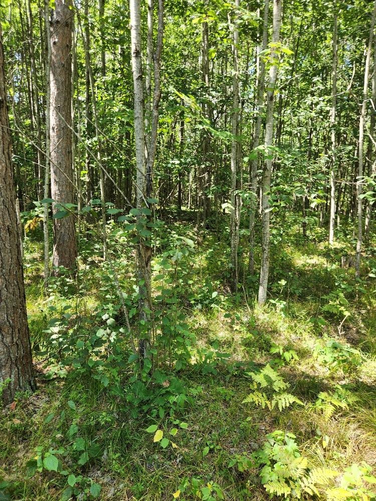 On PRAIRIE LAKE ROAD, Tomahawk, Wisconsin 54487, ,Land,For Sale,On PRAIRIE LAKE ROAD,22604359