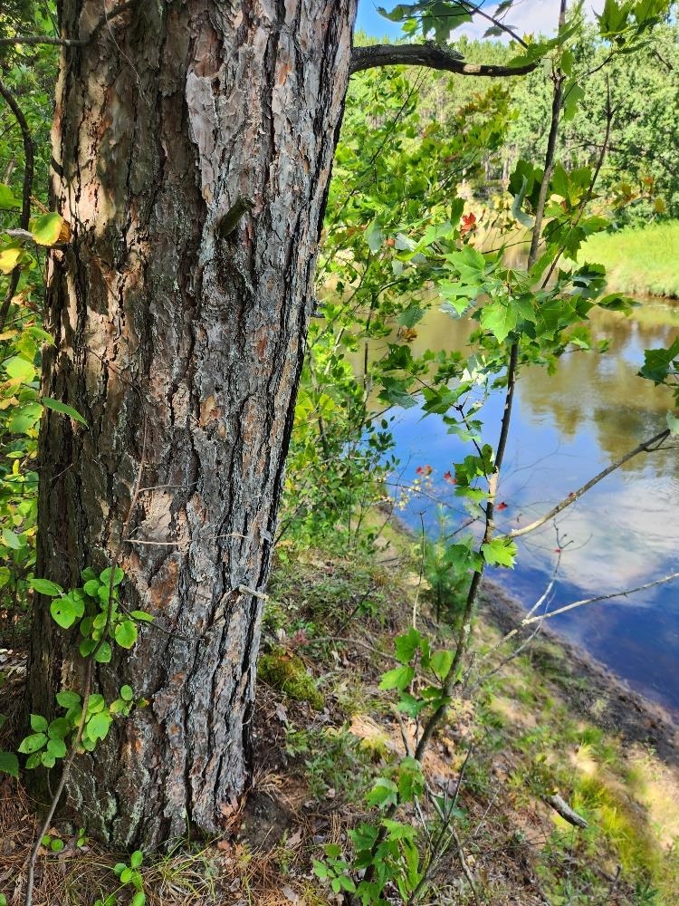 On PRAIRIE LAKE ROAD, Tomahawk, Wisconsin 54487, ,Land,For Sale,On PRAIRIE LAKE ROAD,22604359