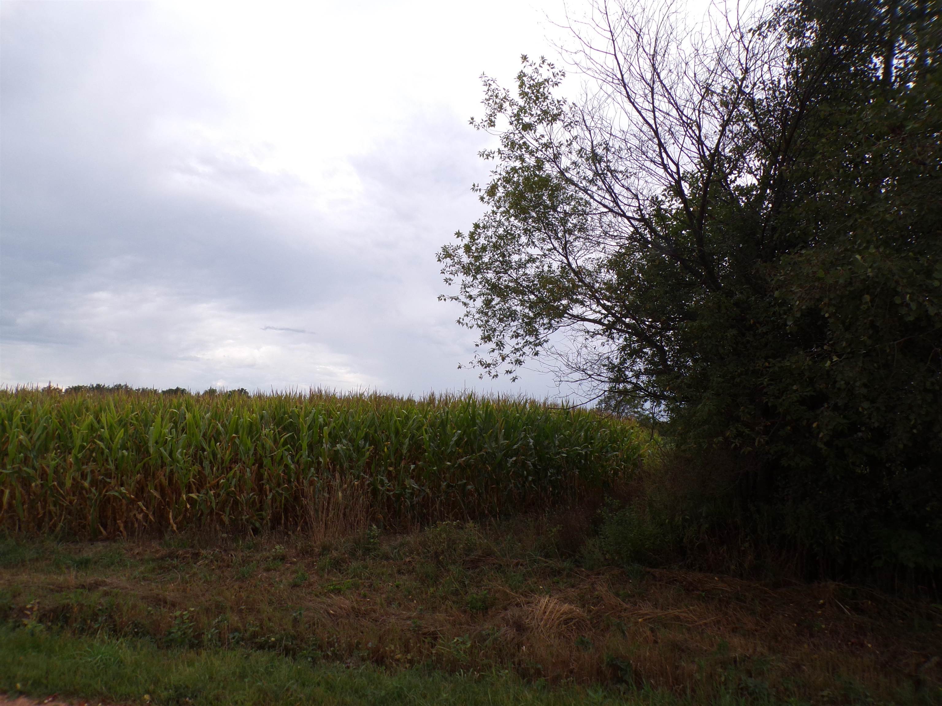N7500 CARDINAL AVENUE, Greenwood, Wisconsin 54437, ,Land,For Sale,N7500 CARDINAL AVENUE,22604366
