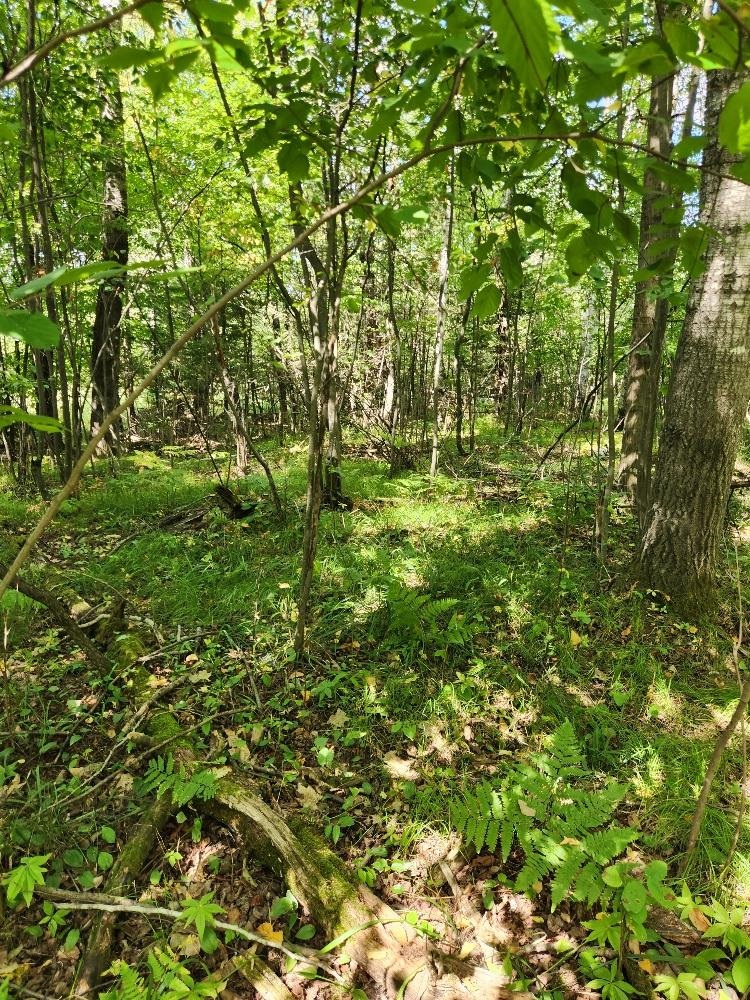 On PENINSULA DRIVE, Phillips, Wisconsin 54555, ,Land,For Sale,On PENINSULA DRIVE,22604385