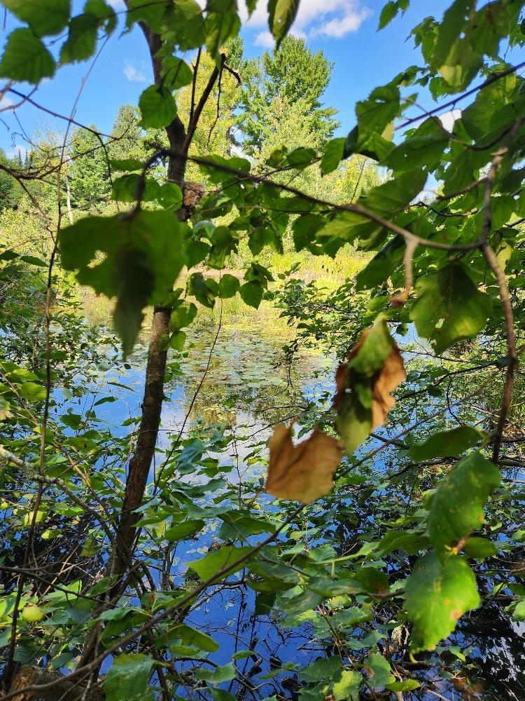 On PENINSULA DRIVE, Phillips, Wisconsin 54555, ,Land,For Sale,On PENINSULA DRIVE,22604385