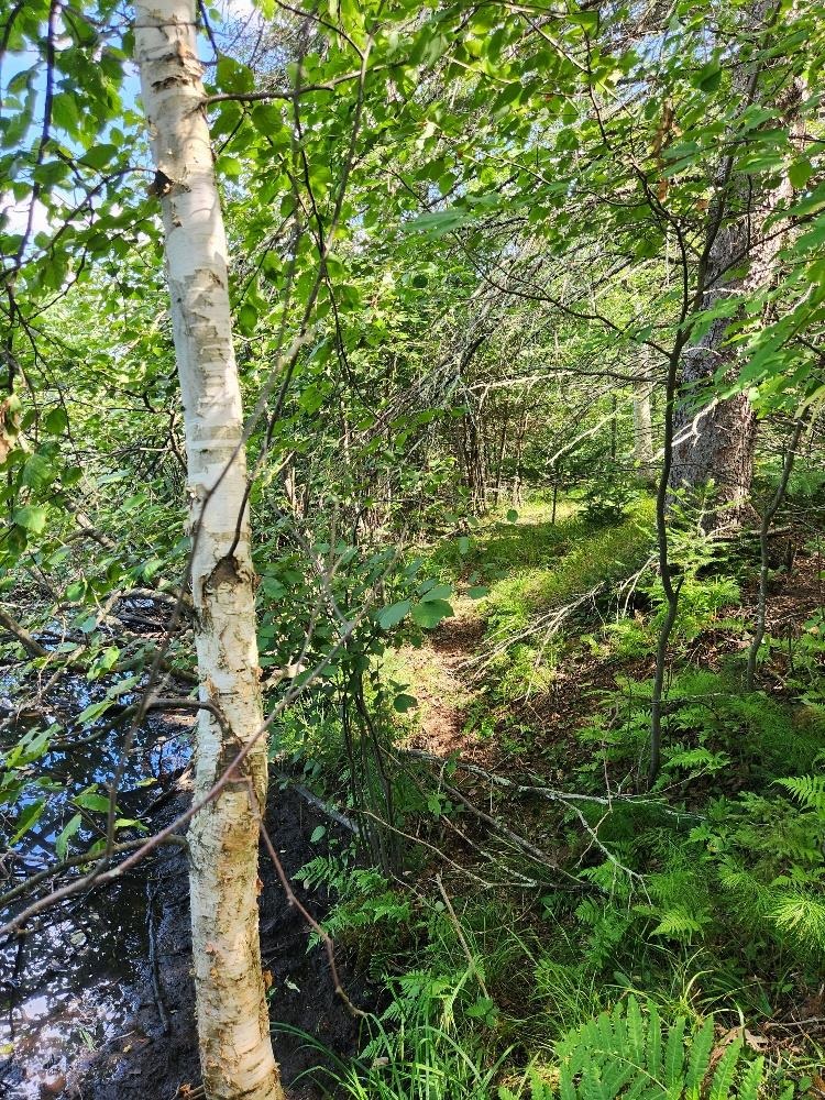 On PENINSULA DRIVE, Phillips, Wisconsin 54555, ,Land,For Sale,On PENINSULA DRIVE,22604385