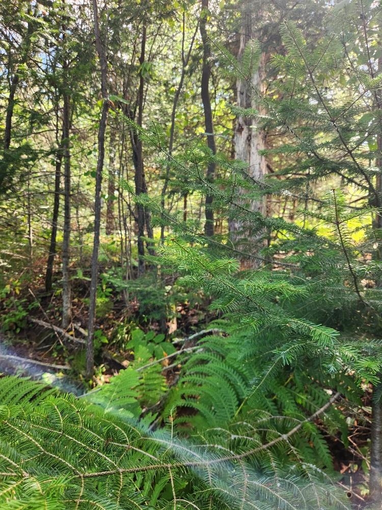 On PENINSULA DRIVE, Phillips, Wisconsin 54555, ,Land,For Sale,On PENINSULA DRIVE,22604385