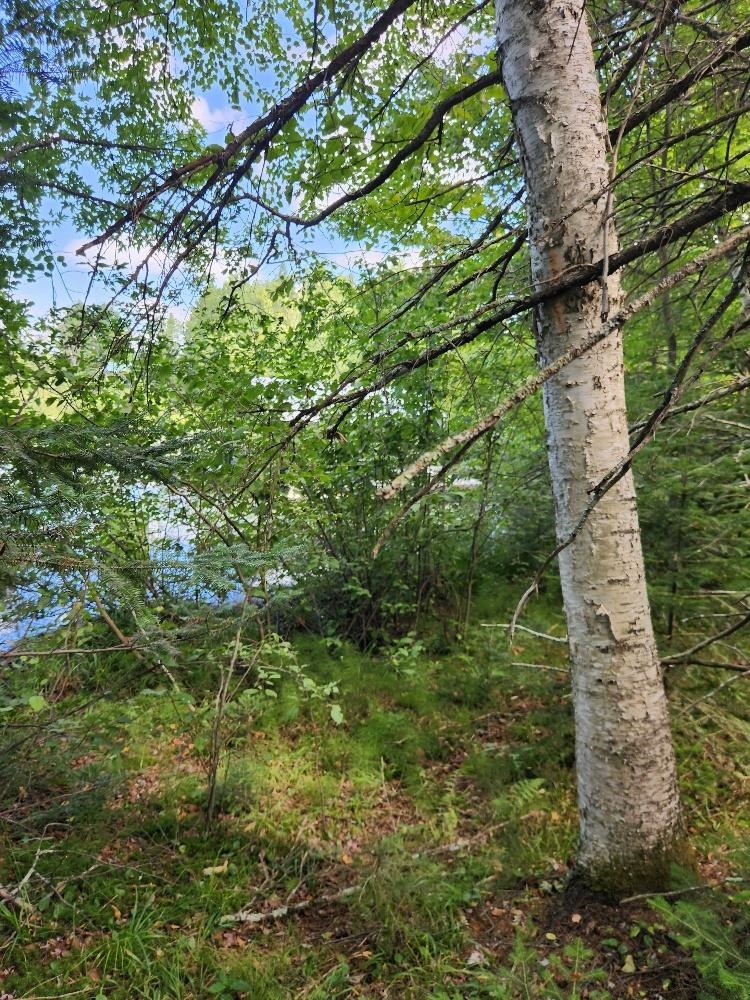 On PENINSULA DRIVE, Phillips, Wisconsin 54555, ,Land,For Sale,On PENINSULA DRIVE,22604385