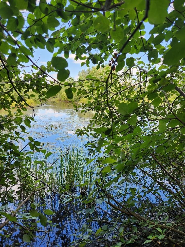 On PENINSULA DRIVE, Phillips, Wisconsin 54555, ,Land,For Sale,On PENINSULA DRIVE,22604385