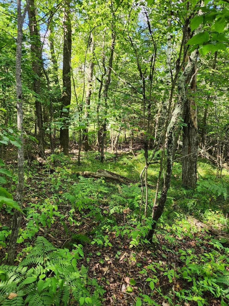 On PENINSULA DRIVE, Phillips, Wisconsin 54555, ,Land,For Sale,On PENINSULA DRIVE,22604385