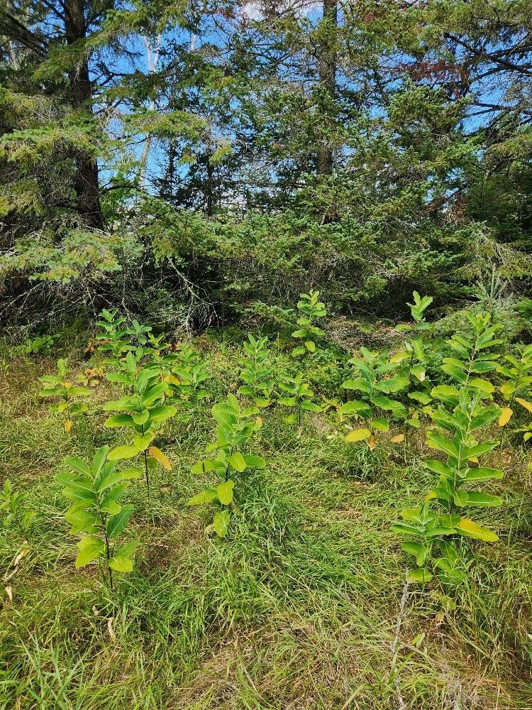 On PENINSULA DRIVE, Phillips, Wisconsin 54555, ,Land,For Sale,On PENINSULA DRIVE,22604385