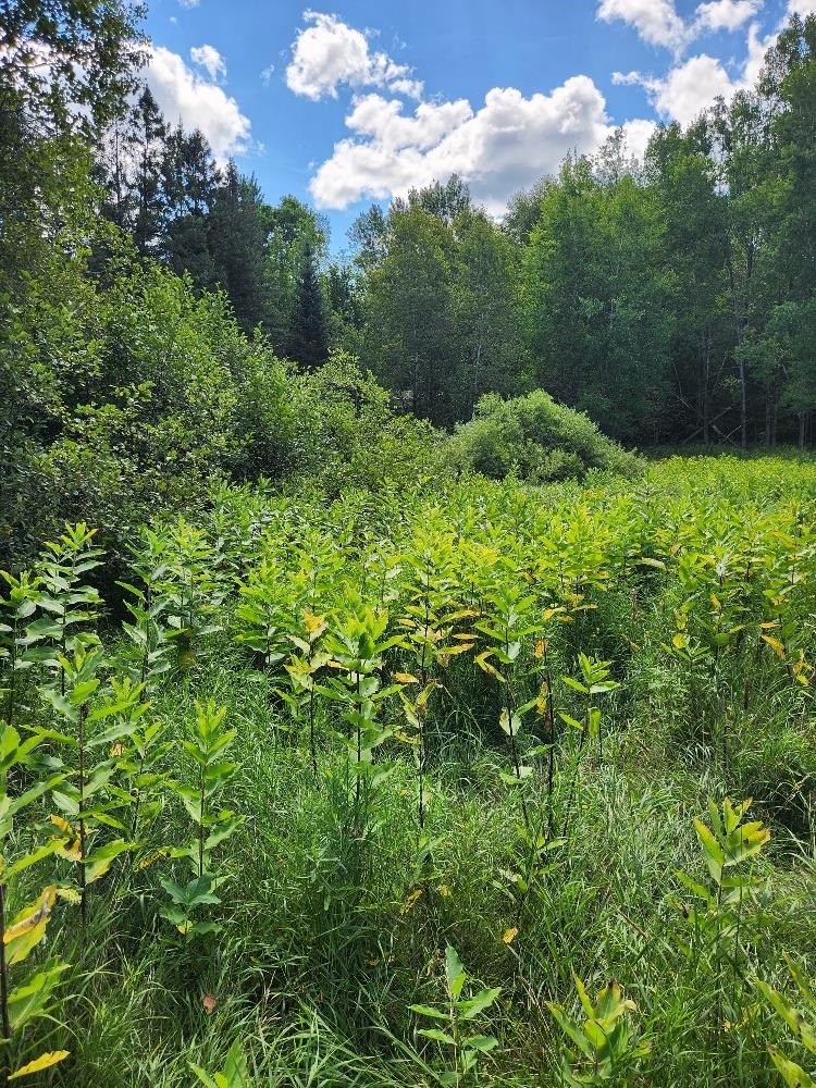 On PENINSULA DRIVE, Phillips, Wisconsin 54555, ,Land,For Sale,On PENINSULA DRIVE,22604385