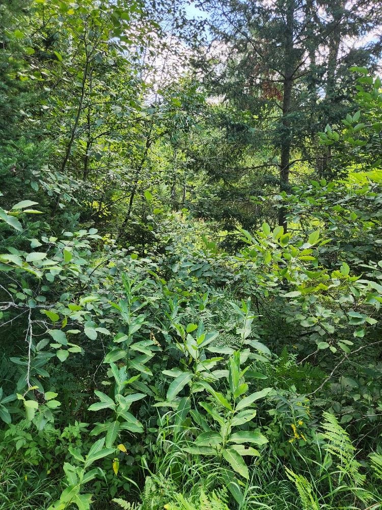 On PENINSULA DRIVE, Phillips, Wisconsin 54555, ,Land,For Sale,On PENINSULA DRIVE,22604385