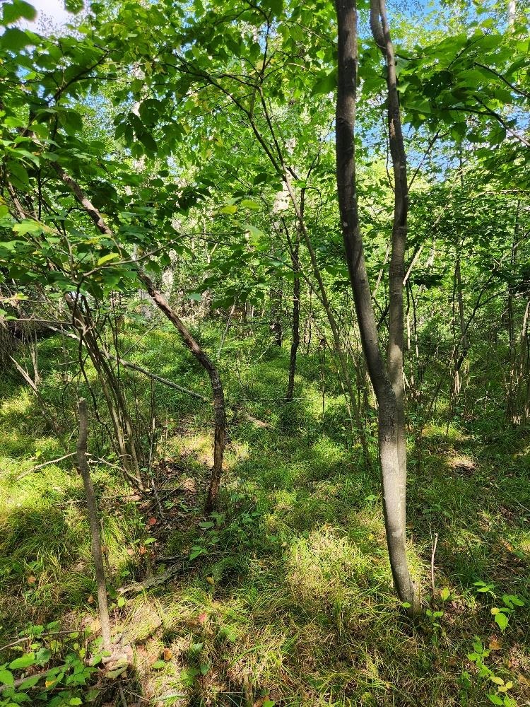 On PENINSULA DRIVE, Phillips, Wisconsin 54555, ,Land,For Sale,On PENINSULA DRIVE,22604385