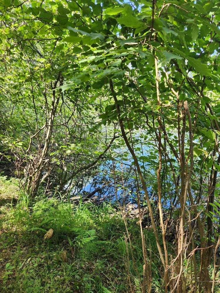 On PENINSULA DRIVE, Phillips, Wisconsin 54555, ,Land,For Sale,On PENINSULA DRIVE,22604385