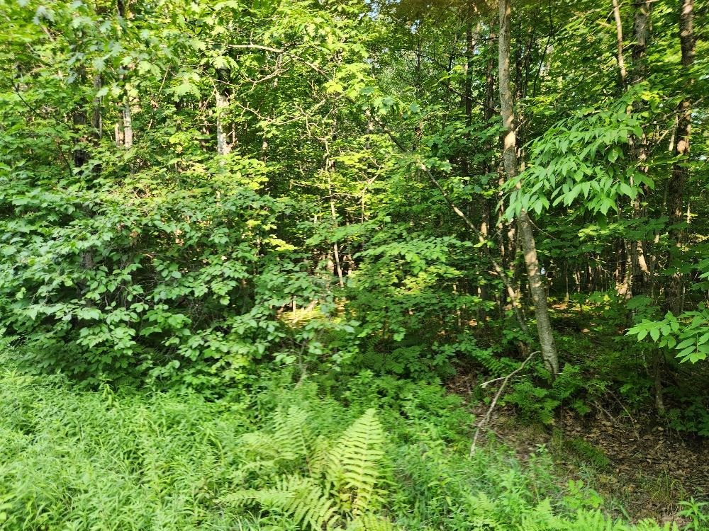 N6038 GRUENING LANE, Tomahawk, Wisconsin 54487, ,Land,For Sale,N6038 GRUENING LANE,22604386