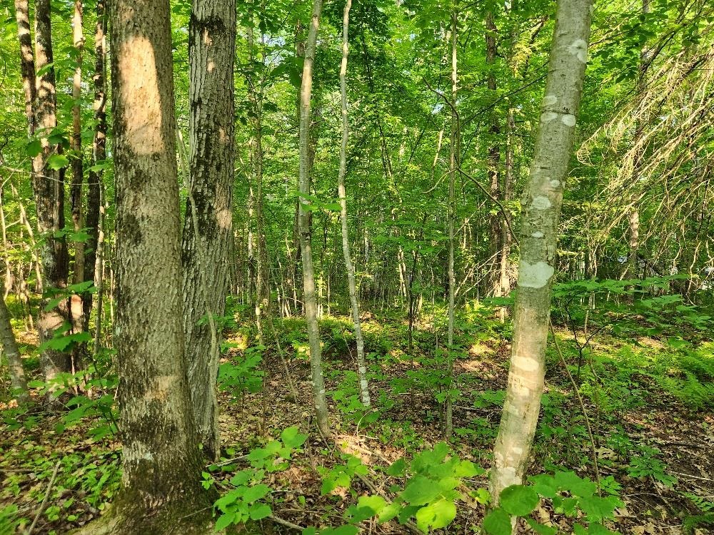 N6038 GRUENING LANE, Tomahawk, Wisconsin 54487, ,Land,For Sale,N6038 GRUENING LANE,22604386