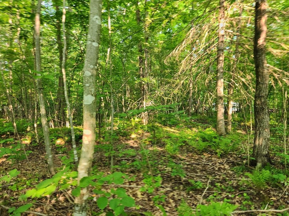 N6038 GRUENING LANE, Tomahawk, Wisconsin 54487, ,Land,For Sale,N6038 GRUENING LANE,22604386