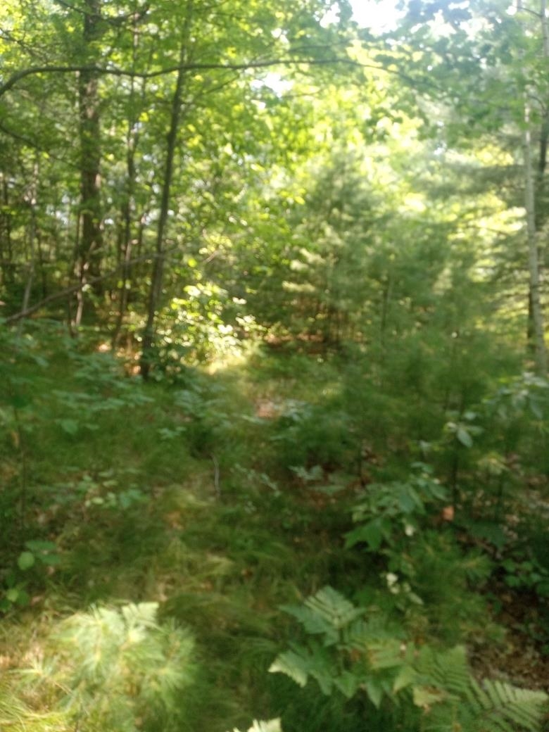1505 SWALLOW LANE, Lac du Flambeau, Wisconsin 54538, ,Land,For Sale,1505 SWALLOW LANE,22604387