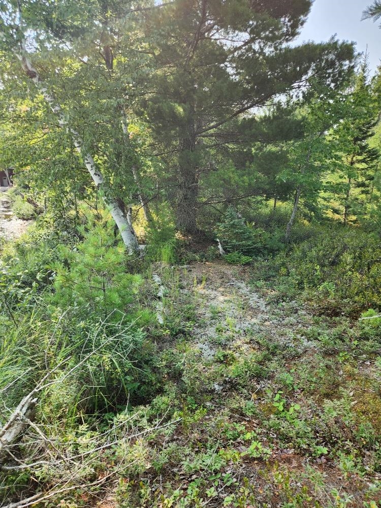 On W AMBER LAKE ROAD, Lac du Flambeau, Wisconsin 54538, ,Land,For Sale,On W AMBER LAKE ROAD,22604388