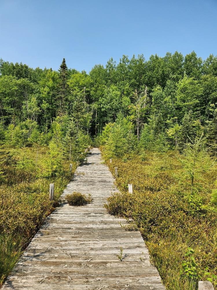 On W AMBER LAKE ROAD, Lac du Flambeau, Wisconsin 54538, ,Land,For Sale,On W AMBER LAKE ROAD,22604388