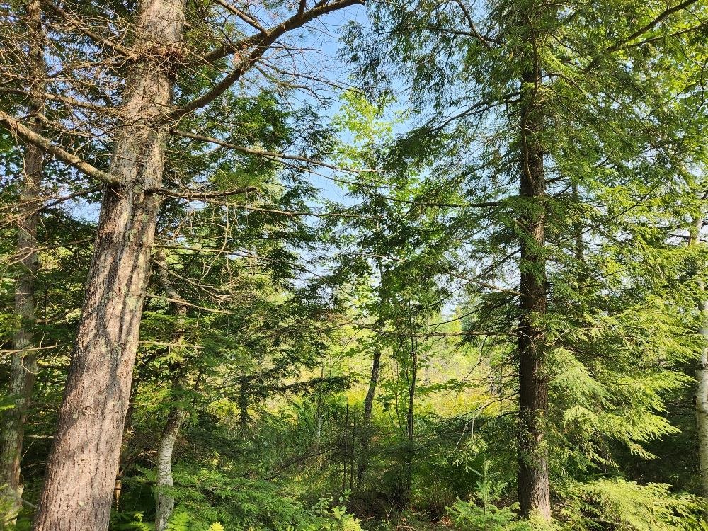 On W AMBER LAKE ROAD, Lac du Flambeau, Wisconsin 54538, ,Land,For Sale,On W AMBER LAKE ROAD,22604388
