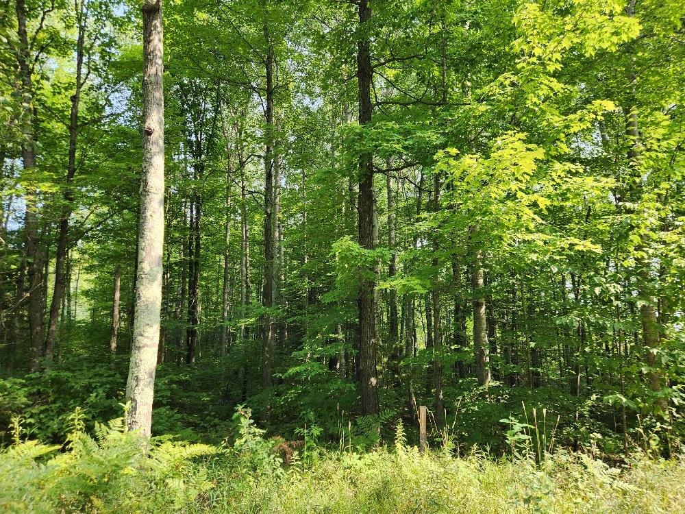 On W AMBER LAKE ROAD, Lac du Flambeau, Wisconsin 54538, ,Land,For Sale,On W AMBER LAKE ROAD,22604388
