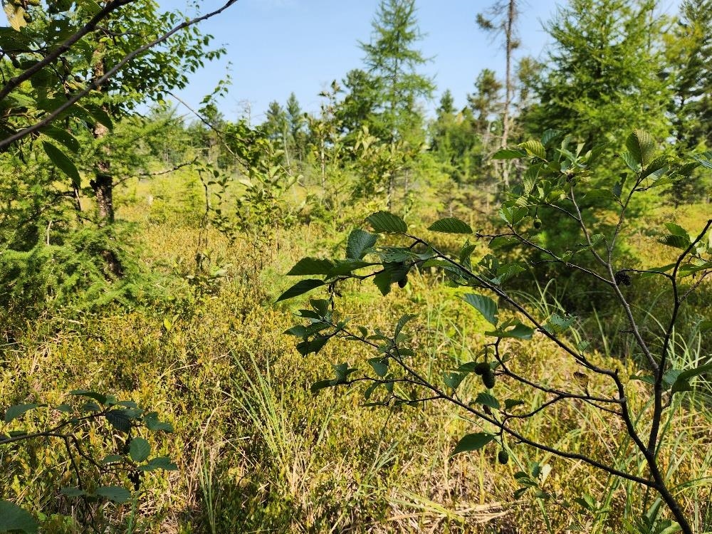 On W AMBER LAKE ROAD, Lac du Flambeau, Wisconsin 54538, ,Land,For Sale,On W AMBER LAKE ROAD,22604388